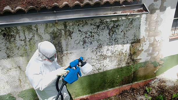 Top rated local Mold Testing specialists in Mapleton Depot, PA